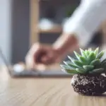 Hands carefully tending a small plant.